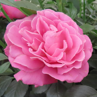 Yougarden Harkness Roses Gemma's Rose  4 Litre Pot from B&Q