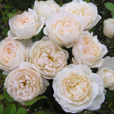 Yougarden Harkness Roses Glyndebourne Rose ™Established Rose In 4 Litre PotReady To PlantShrub Rose For PotsBedsAnd Borders from B&Q