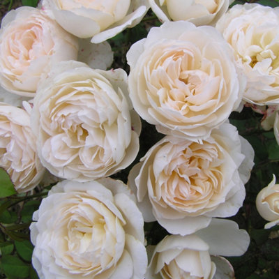 Yougarden Harkness Rose 'guardian Angel'Established Plant In 4 Litre PotReady To PlantFragrant Shrub Rose To Grow from B&Q
