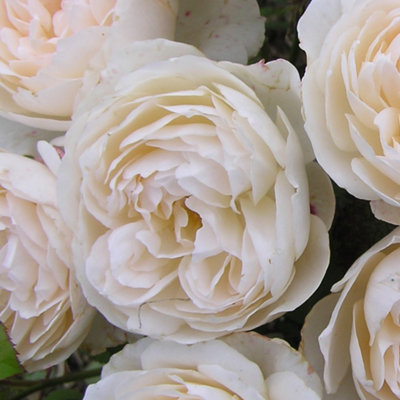 Yougarden Harkness Rose 'home Sweet Home'Established Rose In 4 Litre PotReady To PlantFragrant Shrub Rose For PotsBedsAnd Borders, from B&Q