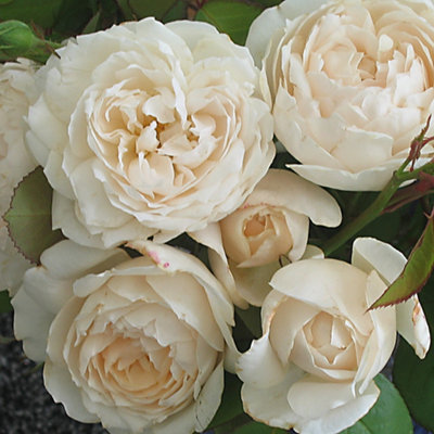 Yougarden Harkness Sandra's RoseEstablished Plant In 4 Litre PotReady To PlantFragrant Shrub Rose from B&Q