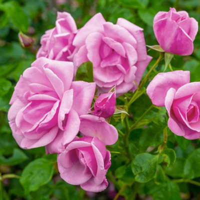 Yougarden Harkness Rose 'graciously Pink'Established Rose In 4 Litre PotReady To PlantPink Rose For PotsBedsAnd Borders from B&Q
