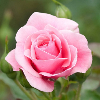 Yougarden Harkness Karen's RoseEstablished Plant In 4 Litre PotReady To Plant RoseFor PotsBedsAnd Borders from B&Q