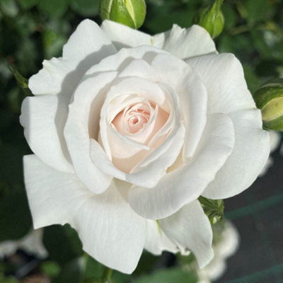 Yougarden Harkness Roses The Dame Deborah James Rose4 Litre Pot For Immediate PlantingRoses Plants For Outdoor Delicate FragrancePerfe from B&Q