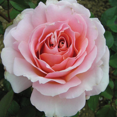 Yougarden Harkness Roses 'the Queen Elizabeth Ii' RoseEstablished Plant In 4 Litre PotReady To Plant from B&Q