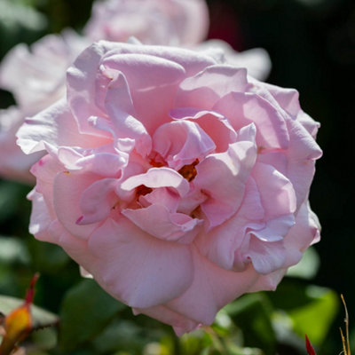 Yougarden Harkness Roses Julia's RoseHybrid Tea Bush4 Litre PotPink Amber FragrantReady To Plant from B&Q