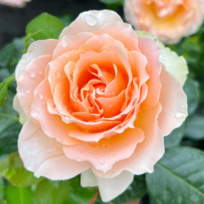 Yougarden Harkness Rose The Rob Burrow Cbe Rose4 Litre PottedReady To Plant from B&Q