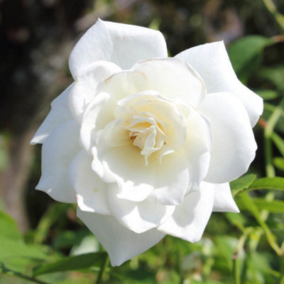 Yougarden Rose 'snow White' 4 Litre Potted from B&Q