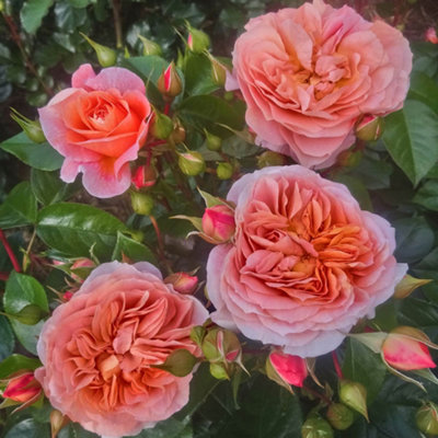 Yougarden Green Rose 'It's A Wonderful Life', Potted Rose, Ready For Planting 4L