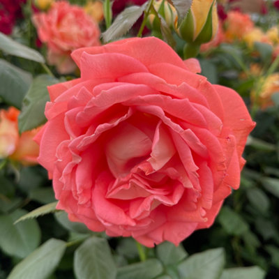 Yougarden Harkness Rose 'fab At 50' Birthday Present50Th GiftPresented In A 4 Litre PotReady To Plant from B&Q