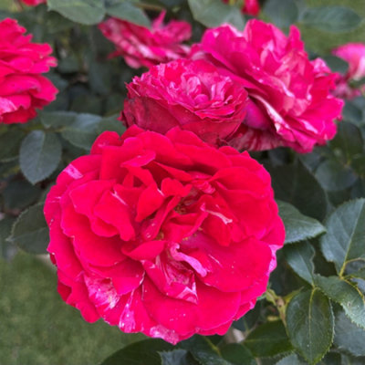 Yougarden Harkness Rose 'precious Memories' ™Established Plant In 4 Litre PotReady To Plant Rose from B&Q