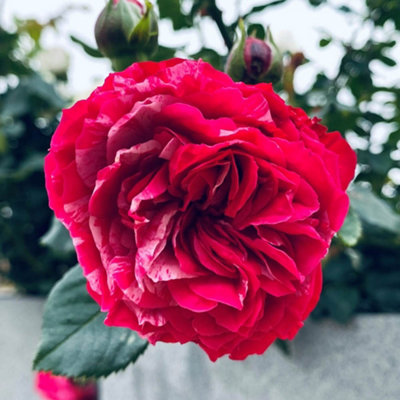Yougarden Rose 'duke Of Edinburgh' In 3-4 Litre Pot from B&Q