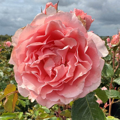 Yougarden Harkness Rose'ask Maureen' 4 Litre PotReady For Planting In The Garden from B&Q