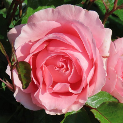 Yougarden Harkness Roses L'aimant Rose 4 Litre Potted from B&Q