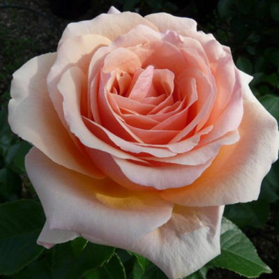 Yougarden Harkness Roses Paul's RoseEstablished Plant In 3L PotReady To Plant from B&Q