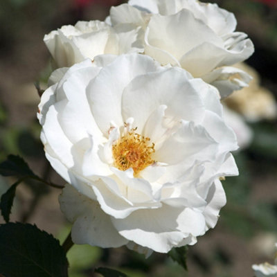 Yougarden Harkness Roses Todd's RoseFloribunda Established 4 Litre PotCreamy White Fragrant Repeat Flowering Patio Shrub from B&Q