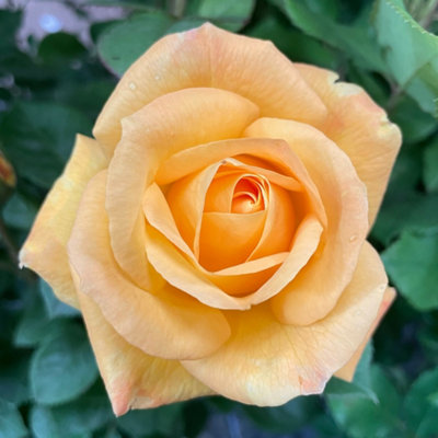 You Garden Harkness Rose 'a Faithful Friend' 4 Litre Pot from B&Q