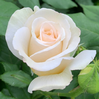 You Garden Harkness Rose ‘china Wedding 20Th Anniversary’ , Established Plant In 4 Litre Pot, Ready To Plant, Apricot Flowers For Pots, Beds