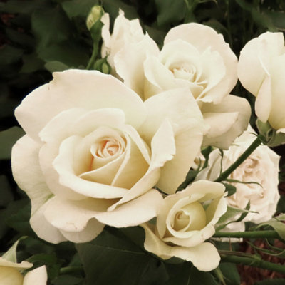 Yougarden Harkness Rose 'friendship' ™Established Plant In 4 Litre PotReady To PlantFor PotsBedsAnd Borders from B&Q