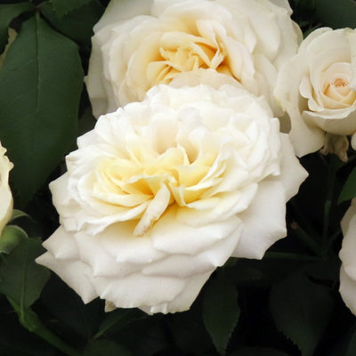 You Garden Harkness Roses Rebecca's RoseEstablished Plant In 3-4 Litre PotReady To Plant Bush Rose With Hybrid Tea FlowersFor Patio Pot from B&Q