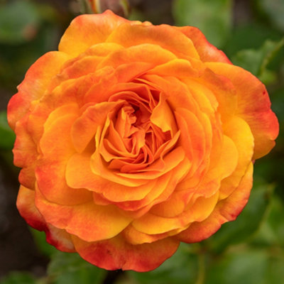 Yougarden Rose Meteor In 4 Litre Pot from B&Q