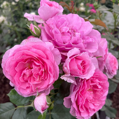 B&Q -  Rose Platinum Jubilee In A 4 Litre Pot