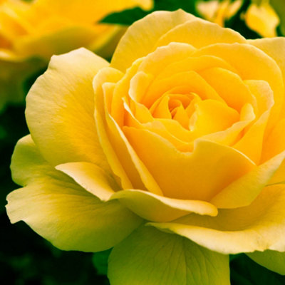 Yougarden Harkness Rose 'happy Birthday Yellow' ™4 Litre Potted from B&Q