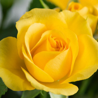 Yougarden Harkness Rose 'you Are My Sunshine' ™4 Litre Potted from B&Q