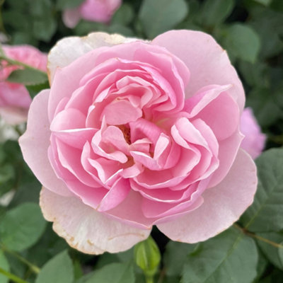 Yougarden Harkness Rose 'thank You' ™4 Litre Pot from B&Q