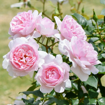 Yougarden Harkness 'fab At 90'  Birthday Rose4 Litre PottedPink Scented Garden RoseLong Flowering Gift Plant from B&Q