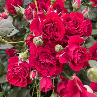 Yougarden Harkness Amy's RoseCrimson Floribunda Rose4 Litre PotSpicy ScentGift Ready To Plant from B&Q
