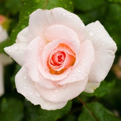 Yougarden Harkness Rose 'congratulations' ™Established Rose In 4 Litre PotReady To PlantPink RosesGrow In PotsBedsAnd Garden Bor from B&Q