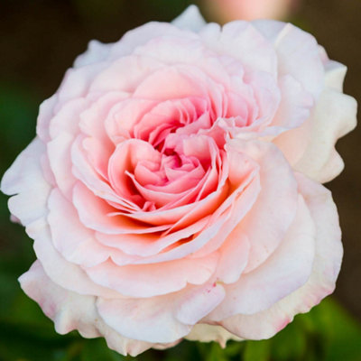 Yougarden Harkness Rose 'pearl Abundance'4 Litre PottedReady To Plant from B&Q