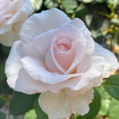 Yougarden Harkness Roses Simon's RoseEstablished Plant In 4 Litre PotReady To Plant Floribunda Bush Rose With Pearl Pink FlowersFor from B&Q