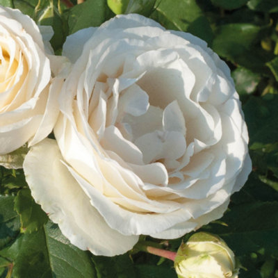 Yougarden Harkness Rose 'diamond Wedding 60Th Anniversary' 1 X 4 Litre PotGift Roses from B&Q