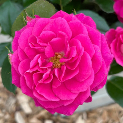 Yougarden Harkness Rose 'perfect Match' Established Plant In 4 Litre PotReady To Plant Magenta Pink Bush RoseFor Patio PotsGarden B from B&Q
