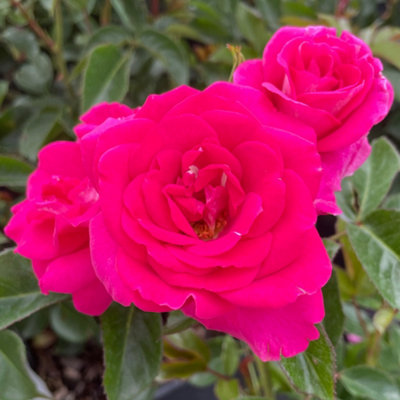 Yougarden Harkness Roses Barbara's RoseFloribundaEstablished 4 Litre PotMauve Silver Repeat Flowering Compact Shrub from B&Q