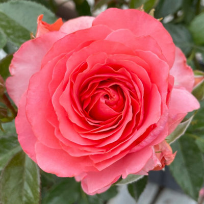 Yougarden Harkness Rose 'best Friends Forever' 4 Litre PotReady To Plant Established Rose from B&Q