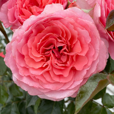 Yougarden Harkness Rose 'spirit In The Sky' ™Established Plant In 4 Litre PotReady To Plant from B&Q