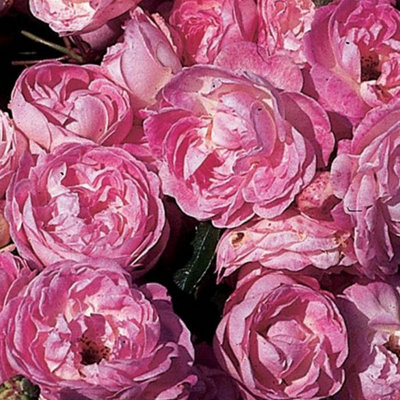 Yougarden Harkness Rose 'pearl Wedding 30Th Anniversary' Established Rose In 4 Litre PotReady To PlantFor PotsBedsAnd Borders from B&Q