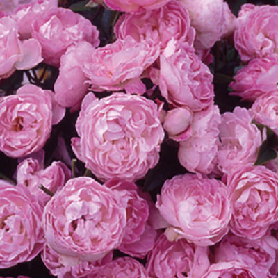 Yougarden Harkness Roses Mary's RoseEstablished Patio Bush Rose In A 4 Litre PotReady To PlantFragrant Flowers To Plant In PotsBeds, from B&Q