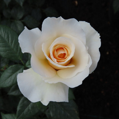 Yougarden Harkness Rose 'cotton Wedding 2Nd Anniversary' Established Rose In 4L PotReady To Plant from B&Q