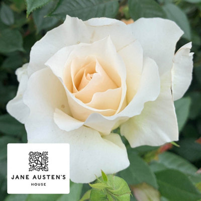 Yougarden Harkness Rose 'pride And Prejudice' Established Plant In 3-4L PotReady To Plant from B&Q