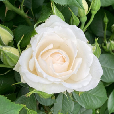 Yougarden Harkness Rose 'with Love' ™Established Rose In 4 Litre PotReady To Plant from B&Q