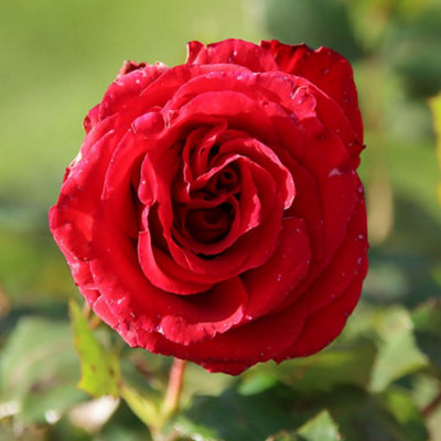 Yougarden Harkness 'the England Rugby Rose'Established Plant In 4 Litre PotReady To PlantFor BedsBordersAnd Pots from B&Q