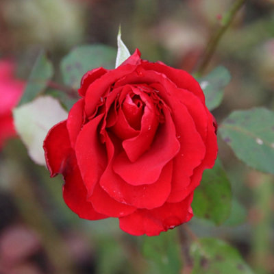 Yougarden Harkness Roses Adam's RoseEstablished Plant In 4 Litre PotReady To Plant Bush Rose For PotsBedsOr Borders from B&Q
