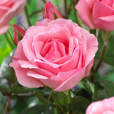 Yougarden Rose Queen ElizabethEstablished Rose In 4 Litre PotReady To PlantSummer To Autumn Pink Flowers from B&Q