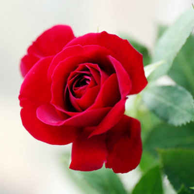 Yougarden Harkness Patio Rose 'love Never Dies' ™Established Rose In 4 Litre PotReady To Plant Red RoseFor PotsBedsAnd Borders from B&Q