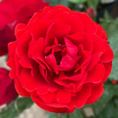 Yougarden Harkness Roses 'remembrance' Rose ™Established Plant In 4 Litre PotReady To Plant from B&Q