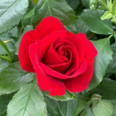 Yougarden Rose 'royal William'Established Plant In 4 Litre PotReady To PlantFor PotsBedsAnd Borders from B&Q